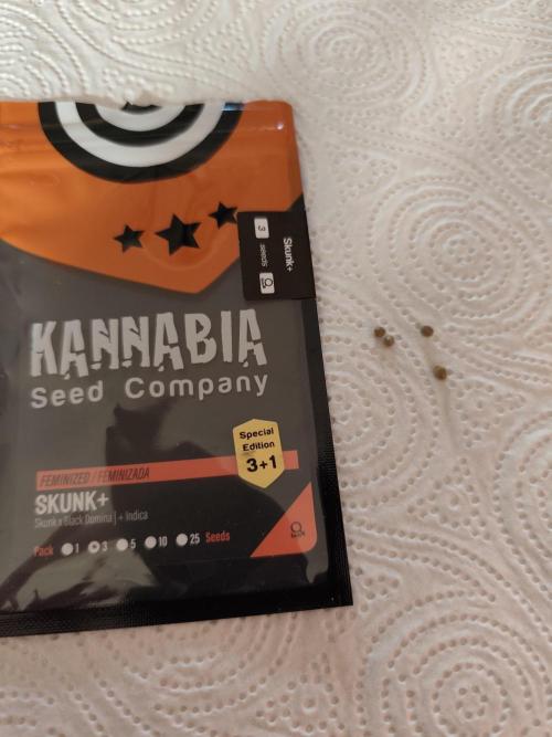 Kannabia seed - Skunk+. Week 0