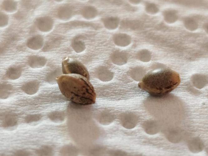 Kannabia seed - Silver Widow. Week 0
