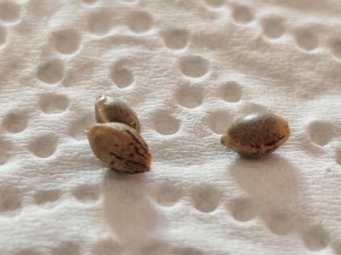 Kannabia seed - Silver Widow. Week 0