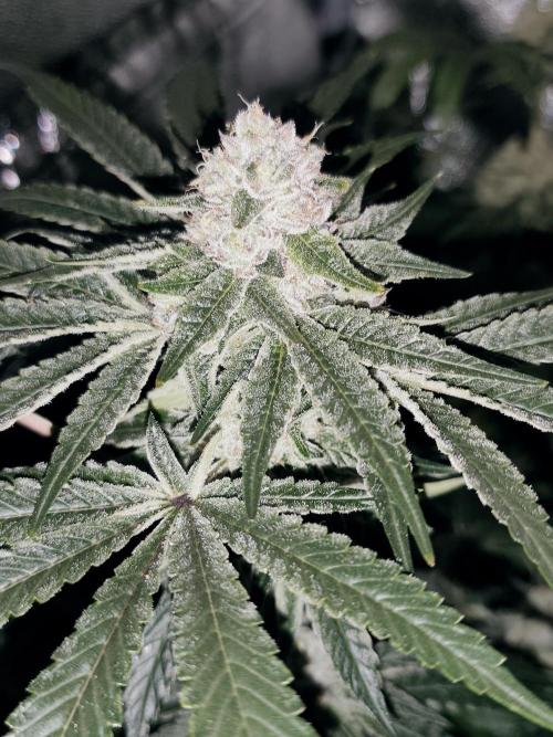 Seeds Genetics - 24K Kush. Week 8