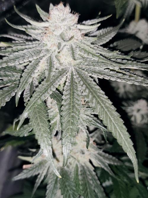 Seeds Genetics - 24K Kush. Week 8