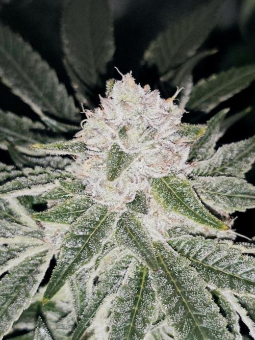 Seeds Genetics - 24K Kush. Week 8