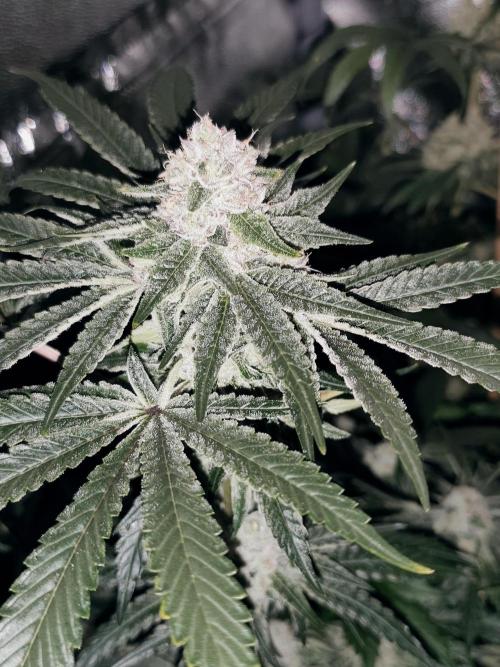 24K Feminized. Week 8