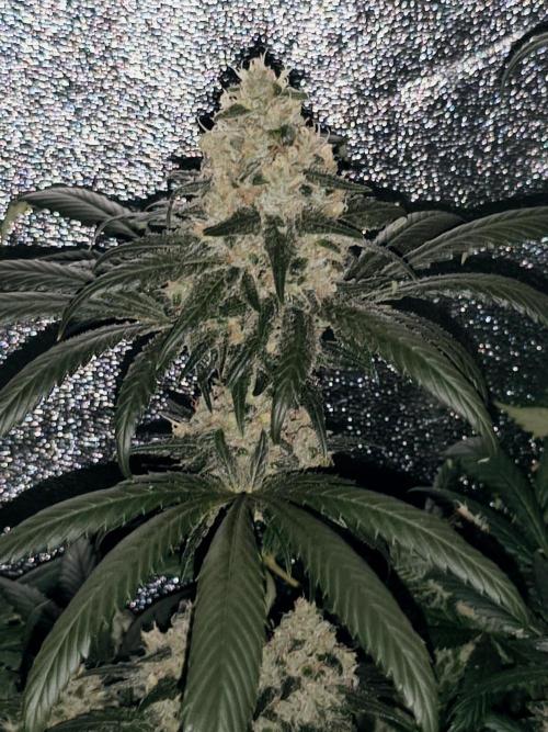 Sweetopia 🍭 paradise seeds. Week 8