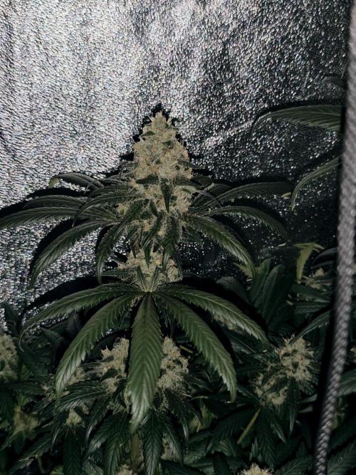 Sweetopia 🍭 paradise seeds. Week 8