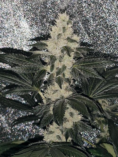 Sweetopia 🍭 paradise seeds. Week 8