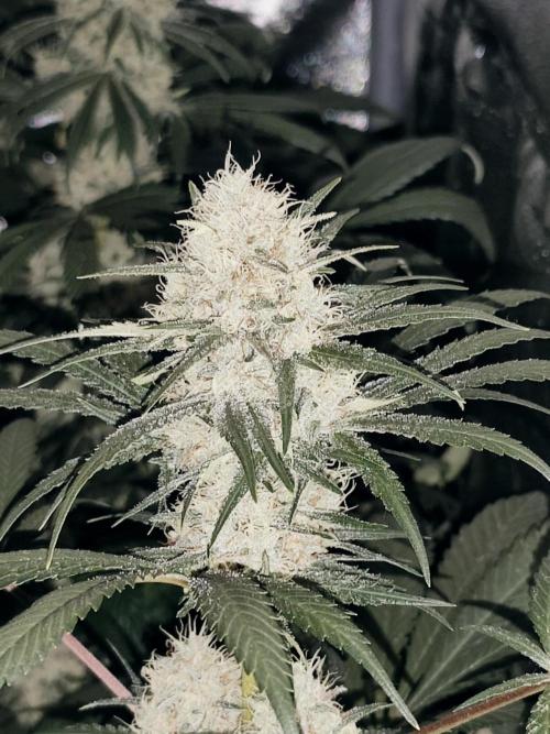 Purple Mintz 💜. Week 8