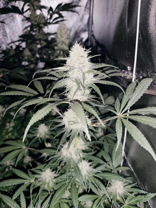 Purple Mintz 💜. Week 8