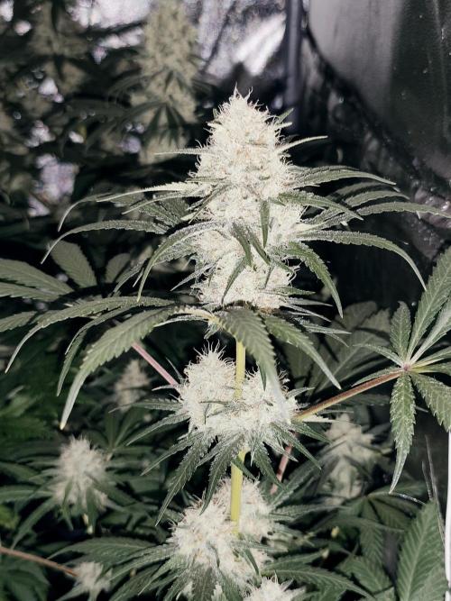 Purple Mintz 💜. Week 8