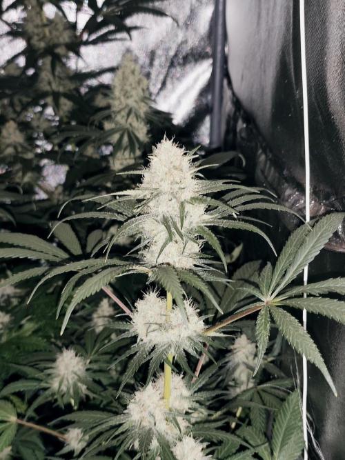 Purple Mintz 💜. Week 8