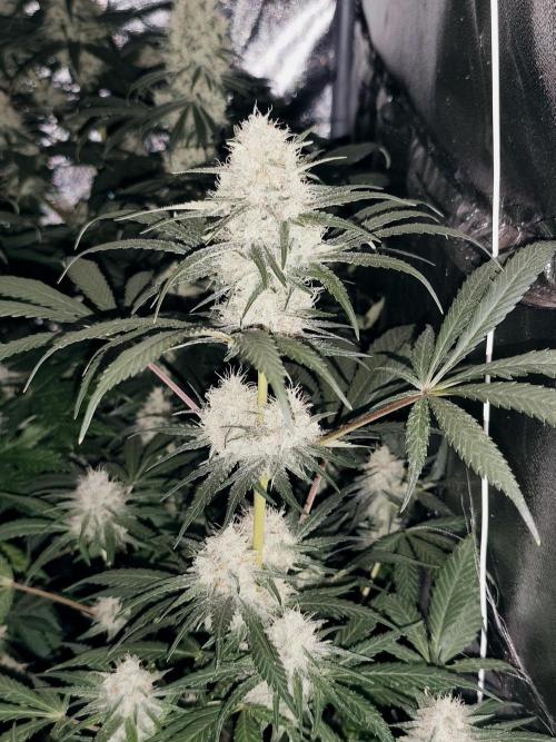Purple Mintz 💜. Week 8