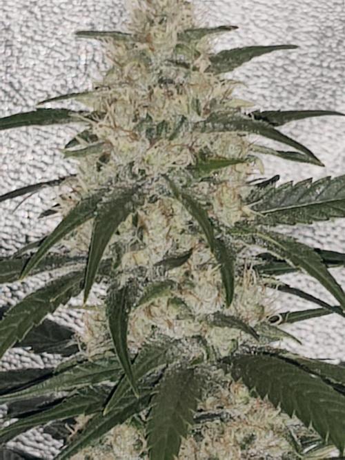 Spliff Seeds Gelato. Week 8