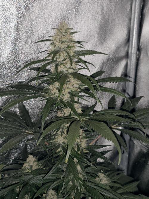 Spliff Seeds Gelato. Week 8