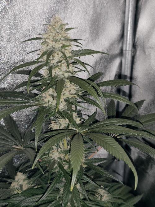 Spliff Seeds Gelato. Week 8