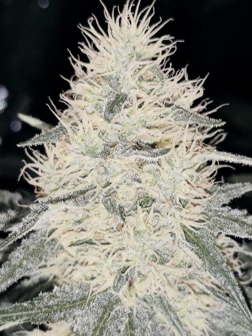 Spliff Seeds Gelato. Week 8