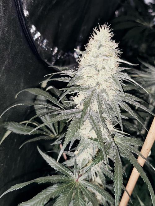 Spliff Seeds Gelato. Week 8