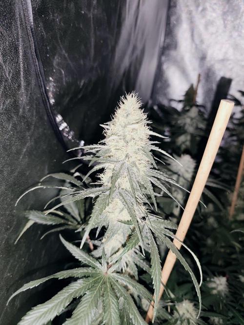 Spliff Seeds Gelato. Week 8