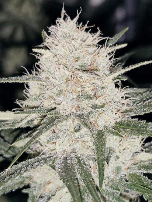 Spliff Seeds Gelato. Week 8