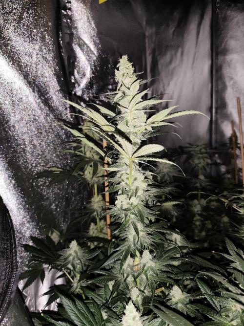 Seeds Genetics - Gorilla Glue. Week 8