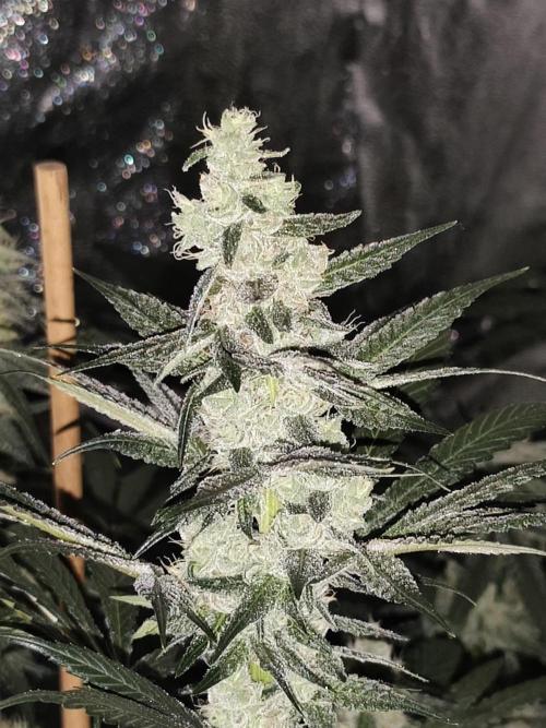 Seeds Genetics - Gorilla Glue. Week 8