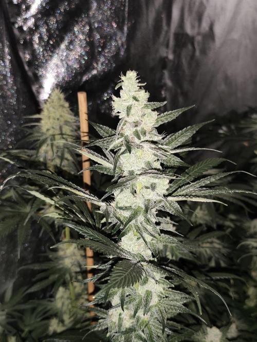 Seeds Genetics - Gorilla Glue. Week 8
