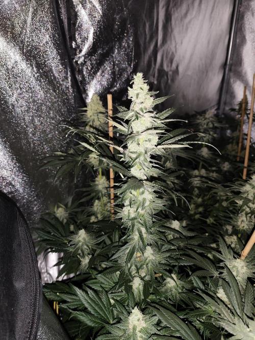 Seeds Genetics - Gorilla Glue. Week 8