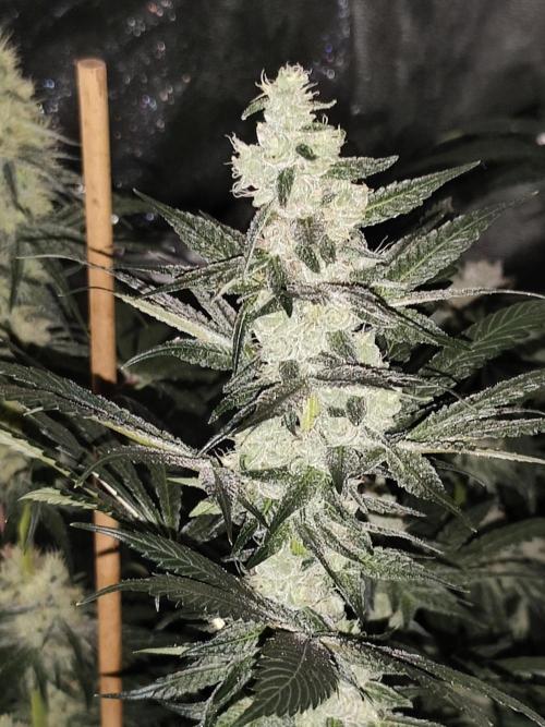 Seeds Genetics - Gorilla Glue. Week 8