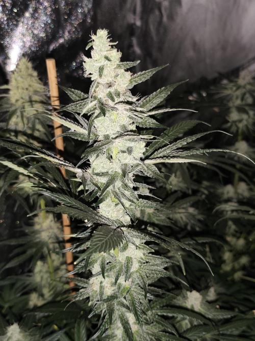 Seeds Genetics - Gorilla Glue. Week 8