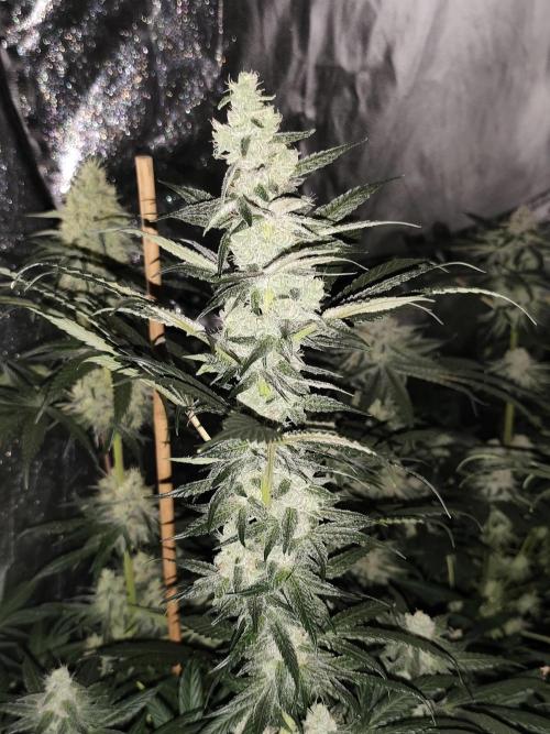 Seeds Genetics - Gorilla Glue. Week 8