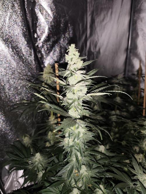 Seeds Genetics - Gorilla Glue. Week 8