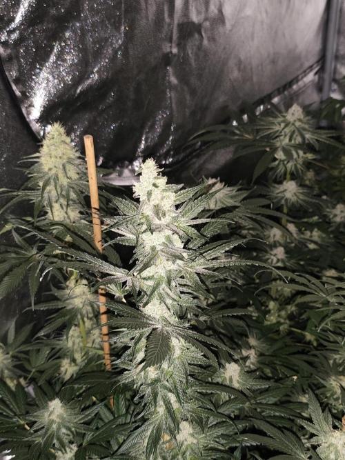Seeds Genetics - Gorilla Glue. Week 8