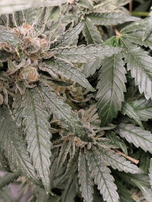 Seeds Genetics - 24K Kush. Week 9
