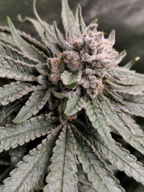 Seeds Genetics - 24K Kush. Week 9