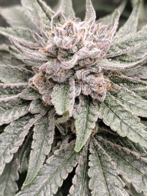 Seeds Genetics - 24K Kush. Week 9