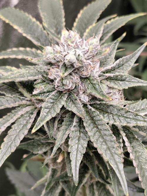 Seeds Genetics - 24K Kush. Week 9