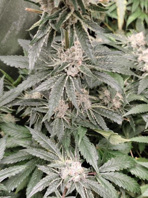 Seeds Genetics - 24K Kush. Week 9