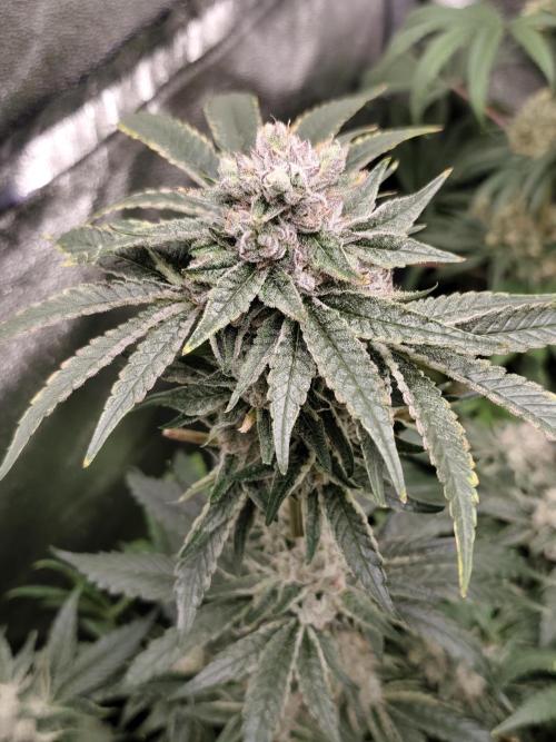 Seeds Genetics - 24K Kush. Week 9