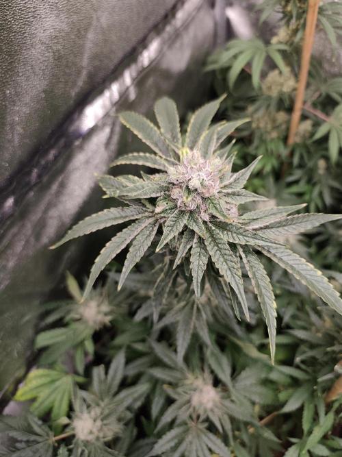 Seeds Genetics - 24K Kush. Week 9