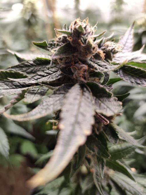 24K Feminized. Week 9