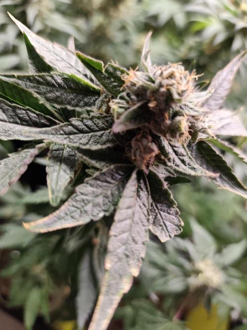 Sweetopia 🍭 paradise seeds. Week 9
