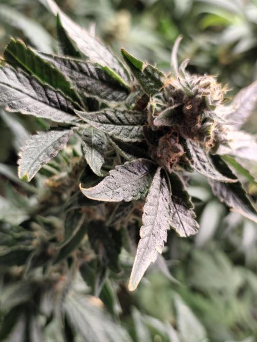 Sweetopia 🍭 paradise seeds. Week 9