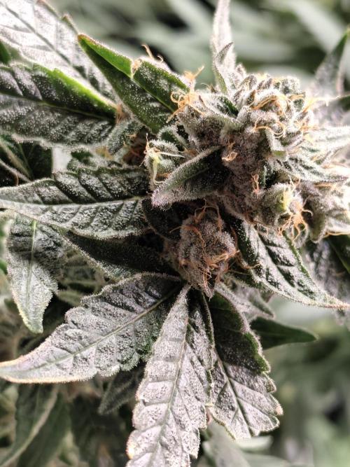 Sweetopia 🍭 paradise seeds. Week 9