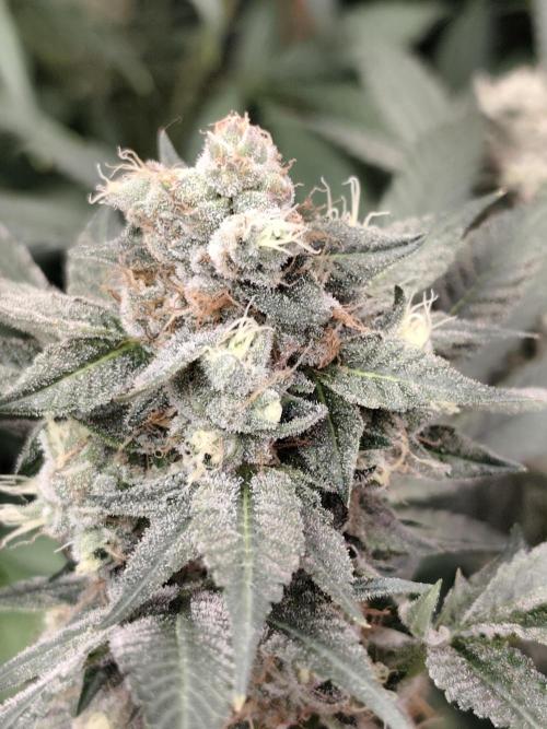 Sweetopia 🍭 paradise seeds. Week 9