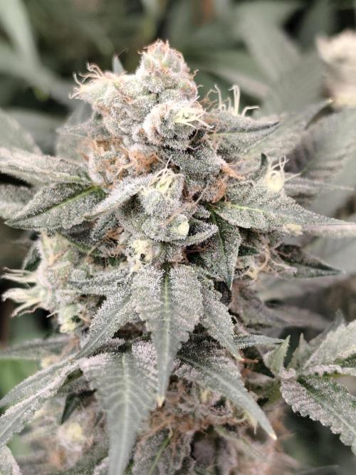Sweetopia 🍭 paradise seeds. Week 9