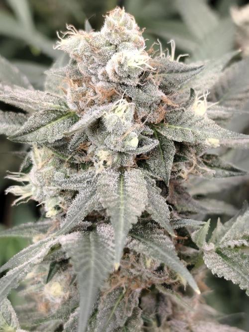 Sweetopia 🍭 paradise seeds. Week 9