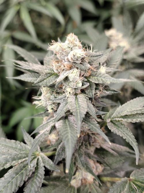 Sweetopia 🍭 paradise seeds. Week 9