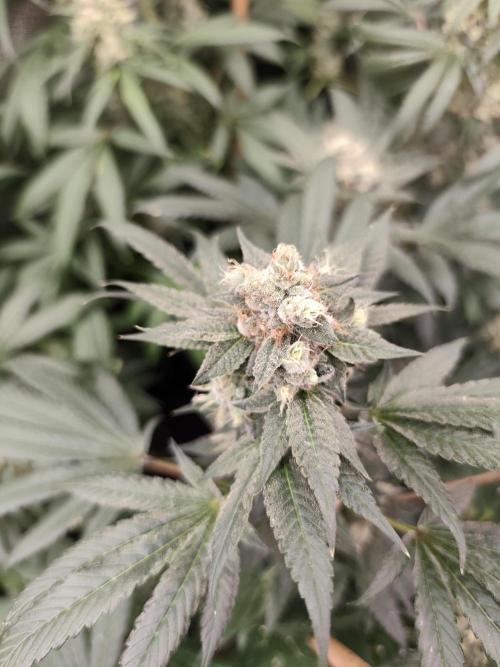 Sweetopia 🍭 paradise seeds. Week 9