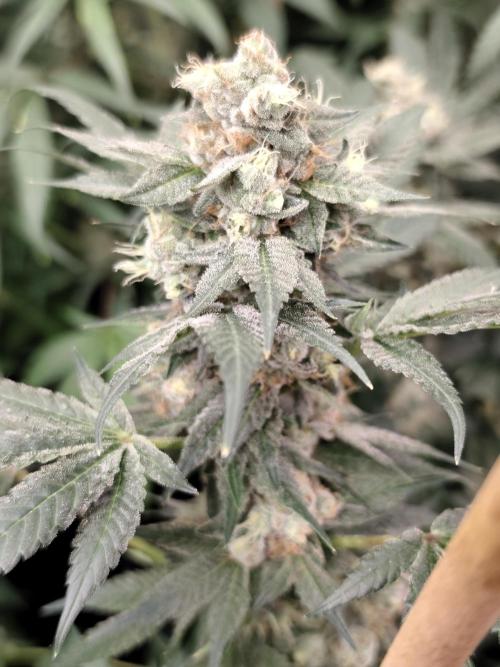 Sweetopia 🍭 paradise seeds. Week 9