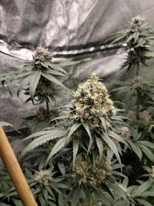 Purple Mintz 💜. Week 9