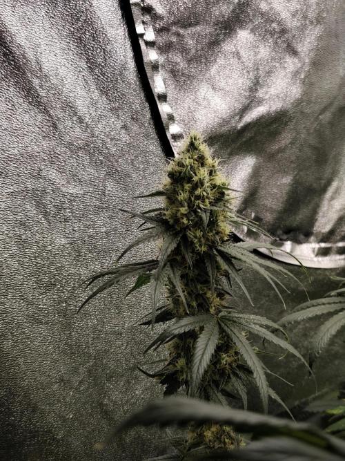 Purple Mintz 💜. Week 9